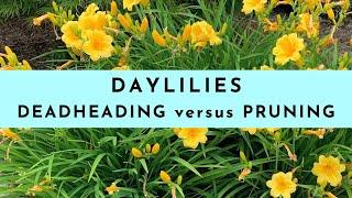 Deadheading Daylilies versus Pruning Daylilies