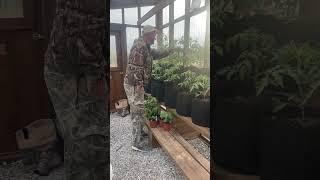 Pollinating tomato plants in the greenhouse. #pollinators  #greenhouse #diy