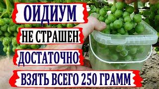  ЭТО БОРЕТСЯ с ОИДИУМОМ при СОЗРЕВАНИИ винограда. Берем 250 грамм  МФК ... Но есть одно но...