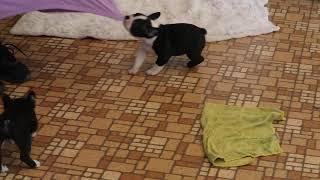 Frenchton Puppies For Sale