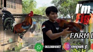 Peternak Ayam pilipin di Sulawesi Selatan - Jenis kandang ayam #ayam #jeniskandang