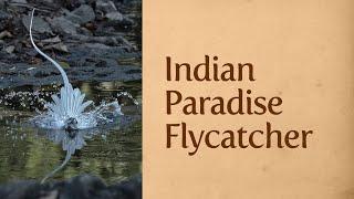 Indian Paradise Flycatcher, with call and habitat