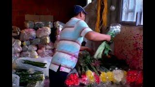 Economía de Piendamó, Cauca, florece gracias a floricultores | Noticias Caracol