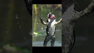 How a frog catches its prey