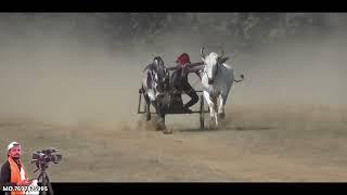 Azam Patel bihiriya. Pat Pratiyogita Video  Ox Race  Barghati Bhaiya Pat