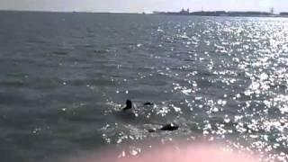 Lake Michigan Swimming 2 : 2-27-2011