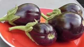 Eggplant Profile - Black Beauty Eggplant