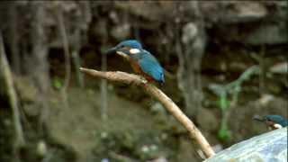 Watch Kingfisher Bird Hunt Underwater | Ireland's Wild River | Nature on PBS