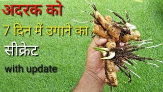 How to grow Ginger in 7 day's in pot at home