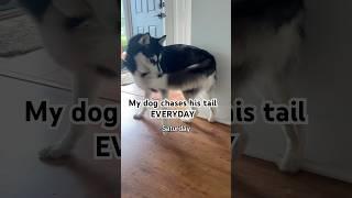 I Recorded My Dog Chasing His Tail ALL WEEK!