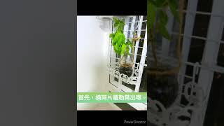 如何做氣味誘人，讓人垂涎三尺的牛油香煎帶子配牛油果醬。 （兩人份量）