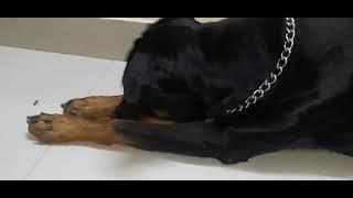 VERY FUNNY Rottweiler playing with ant