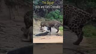 The Jaguar Kills and Eats Crocodile