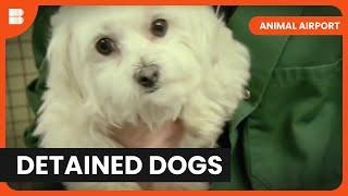Dog Detained at Passport Control - Animal Airport - S01 EP01 - Animal Documentary