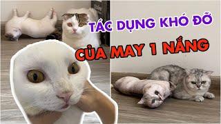 Sự tích về May, July và No 1 nắng | maly.gaugau