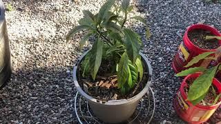 How to grow an avocado tree from seed. Update... Here they Grow