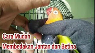 Cara mudah membedakan jenis kelamin burung love bird JANTAN dan BETINA dengan tepat