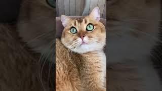 #shorts funny cat reaction cat valentine meow the secret boy tagalog version episode 1 cat video rel