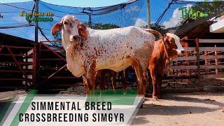 Simmental breed crossbreeding Simgyr