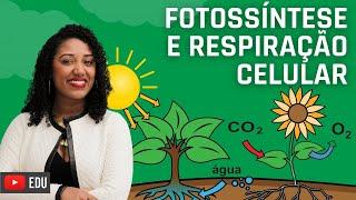 Fotossíntese e Respiração celular - Ensino Fundamental