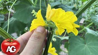 Cucumbers are blooming, but there is no harvest! Do this and you will collect cucumbers in buckets