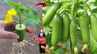 How to propagate cucumbers tree from cucumbers fruit using the simplest method