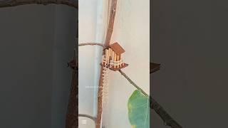 Making a Tiny Tree House with Bamboo sticks #shorts #diy #craft