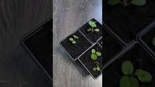 #пеларгония #ампельная из семян #БИОТЕХНИКА #герань рич аут ред #pelargonium #парень_из_сада