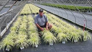 Liriope Silvery Sunproof (Lily Turf) - Easy to Grow, Tough-As-Nails Evergreen Ground Cover   