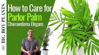 Parlor Palm Care 101 (Chamaedorea Elegans)