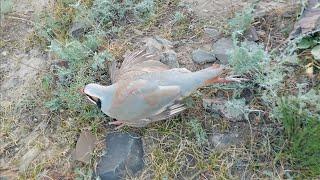 Модкабк шикор Шикори Кабк Keklik avi tuzakla Охота куропатка Partridge hunting شکار کبک Chukar avi