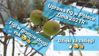 #1240-Figi w Polsce, uprawa w gruncie, zima 2021️ owoce fig zimą, czy okrywam, odporne, uprawa.