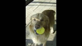 Homestead Tessie's Family Dog - Scott Wenger Archives - We will Miss you