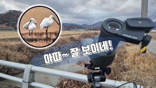 고배율(20배/40배/60배) 망원경 a.k.a. 필드스코프(아웃룩 ED)를 이용한 노랑부리저어새 탐조 A yellow-billed spoonbill comes into view