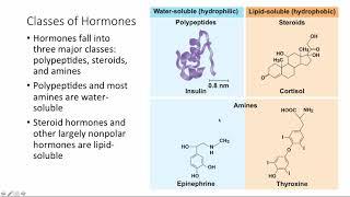 BCOR011WL Chpt 45 - EndocrineSignaling