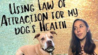 Law of Attraction and Pet Health