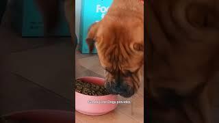 Want To Feed Your Dog Better? #sundaysfordogs #dogfood #rockykanaka