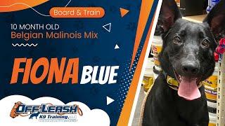 Fiona Blue ~ 10mo ~ Belgian Malinois  Mix ~ Best Shepherd Trainers ~ OLK9 Training Phx