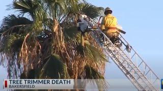 Palm Tree Trimming Deaths NEED TO STOP!