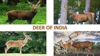 Deer of India   | Mammals | Indian Animals