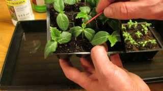 Identify Tomato and Vegetable Seedlings First Leaves & True Leaves: Why is it Important? - MFG 2014