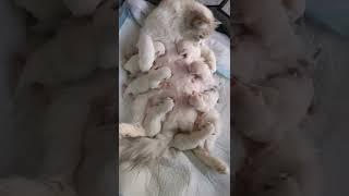 Mother cat Feeding her cutest tribe kittens