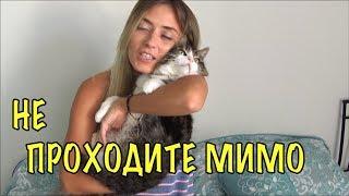 Как появились Коты в нашей семье) Давайте спасать Бездомных Животных Olga Lastochka