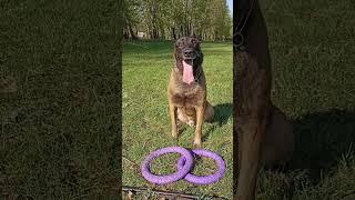 Физическая нагрузка для собак. #кинологтюмень #malinois #дрессировкасобак #дрессировка #кинолог