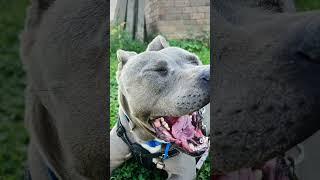 My phone create the Story about yestetday #australia #sydneytravel #dog