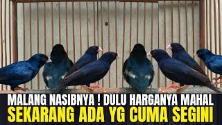 NASIB MALANG SI BURUNG IMPORT INI ! DULU MAHAL SEKARANG CUMA RATUSAN RIBU !