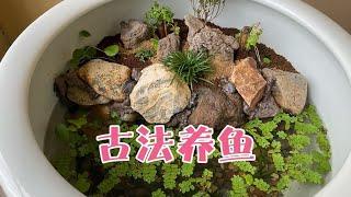 古法养鱼，开一个三无原生缸水陆缸，低成本养青鳉鱼