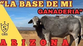 GANADO BRAHMAN en Tombstone ARIZONA | Visitando Ranchos en Estados Unidos