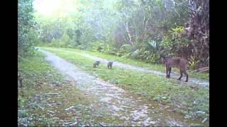 Bobcat Kittens Brought To You By The Friends!