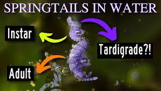 Springtails can Walk on Water - Macro Film